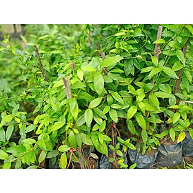 Mua cây thìa canh lá nhỏ giống