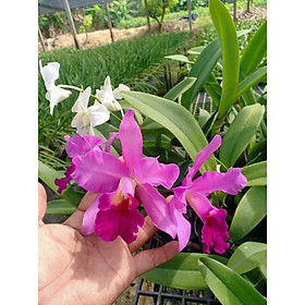 Mua Lan Cattleya Hoa Tím - cây con