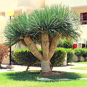 CÂY PHÁT TÀI NÚI- Cây Đại Lộc, Cây Phất Dụ Rồng hay Cây Huyết Rồng-CHẬU 1 THÂN