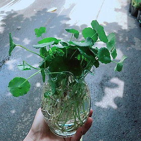 Mua Chậu Cỏ Đồng Tiền Thuỷ Sinh