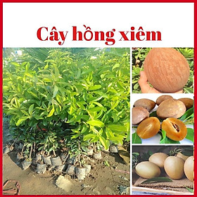 Cây hồng xiêm xoài quả to năng suất cao