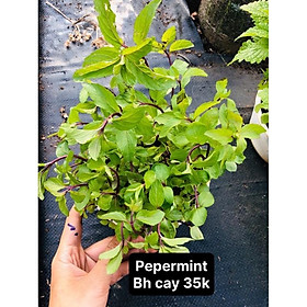 Bạc hà pepermint