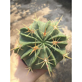 Cây xương rồng Nanh heo nhỏ