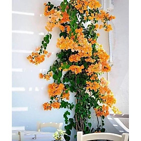 Mua giấy thái leo tường