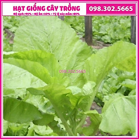 20g Hạt giống rau cải mơ - giống chất lượng tốt, năng suất cao