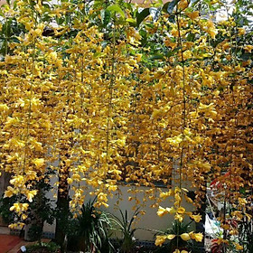Cây Lan Hoàng Dương