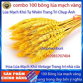 Bó 100 Bông Lúa Mạch Khô Decor Trang Trí màu vàng - Siêu đẹp