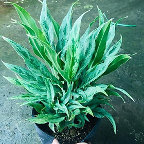 CÂY GIỮ TIỀN PHONG THỦY