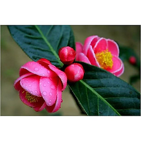 HOA HẢI ĐƯỜNG ĐỎ KÉP - CÂY SIZE LỚN