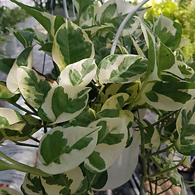 Trầu Bà Ngọc Thuỷ Chậu Treo