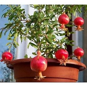 Cây giống lựu đỏ ấn độ cho trái siêu sớm (có thể trồng chậu)