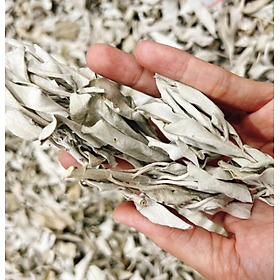 Mua Xô Thơm Cành / Lá (White Sage) Thanh Tẩy Không Gian l XÔ THƠM THANH TẨY