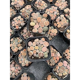 Mua Cây sen đá mông   sen đá lithops 1 năm tuổi