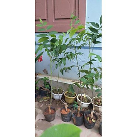Mua Cây giống óc chó
