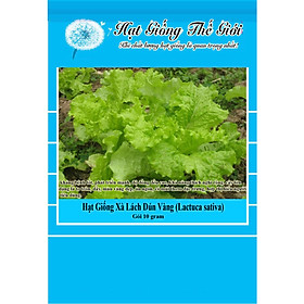 10g Hạt Giống Xà Lách Dún Vàng (Lactuca sativa)