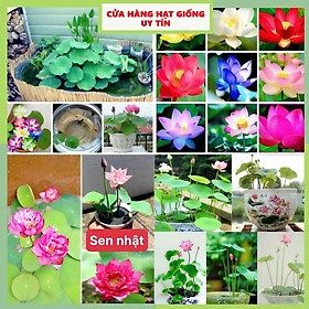 Mua Hạt giống sen mini Nhật Bản 10 màu dễ trồng tỷ lệ nảy mầm cao nhà cửa và đời sống cửa hàng hạt giống uy tín