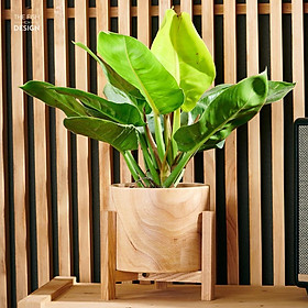Mua Chậu cây Đế Vương Vàng mang đến sự thăng tiến trong công việc  có công dụng hữu ích trong việc bảo vệ sức khỏe  hợp với người mệnh Thổ  Mộc | size LS | The Fish Design