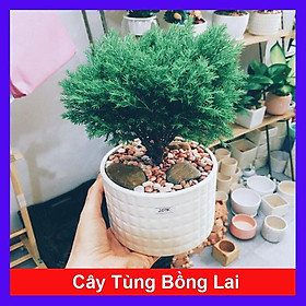 Mua Cây Tùng Bồng Lai - cây cảnh để bàn + tặng phân bón cho cây