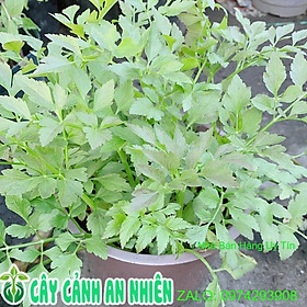 Mua Chậu Cây Cần Ta