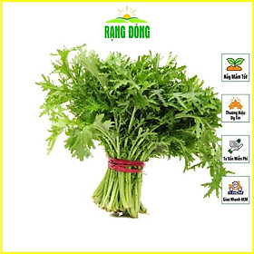 Mua Hạt giống Rau Tần Ô (Rau Cúc Tẻ) Trồng Quanh Năm  Sinh Trưởng Khỏe - Hạt giống Rạng Đông
