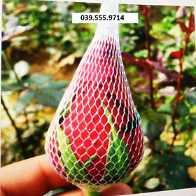 Mua Lưới bao hoa  Túi lưới bọc hoa cúc  ly  hồng - 100gam