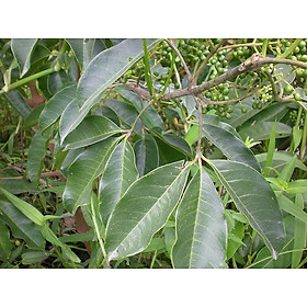 Mua 1kg cây ba chạc khô