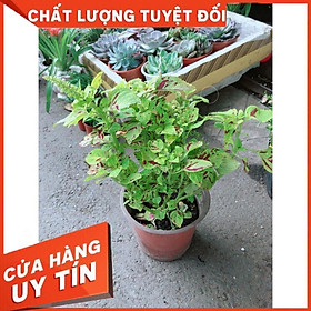 Cây Lá Gấm Vàng