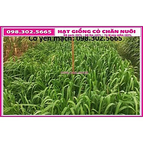 100g Hạt giống cỏ yến mạch  - cỏ chịu lạnh , chịu sương muối