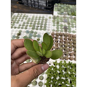 Mua sen đá bươm bướm (size vỉ )