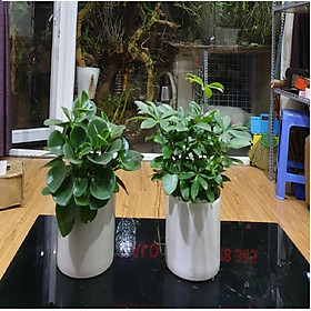 Combo 2 cây Trầu Bà Đế Vương Xanh, Ngũ Gia Bì