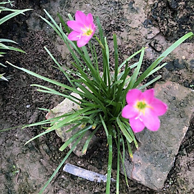 CÂY TÓC TIÊN HOA  TRỒNG BỊCH ĐEN CAO 10-15CM NHIỀU NHÁNH SUM SUÊ HOA NỞ ĐẸP