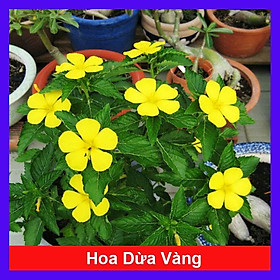 Cây đông hầu ( hoa dừa vàng - hoa dừa cạn ) - cây cảnh vườn + tặng phân bón cho cây