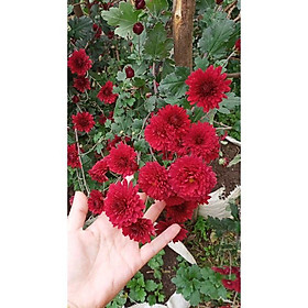 Hoa Cúc cổ Sơn La - cây giống trong bầu,rễ khỏe phát triển ổn định