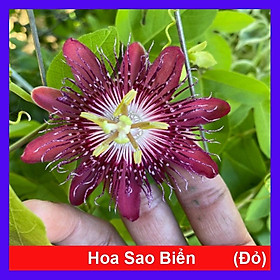 Cây Hoa Sao Biển (Đỏ) - cây cảnh đẹp + tặng phân bón cho cây mau lớn