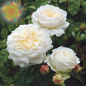Mua Cây hoa hồng ngoại Tranquility trắng tiểu thư - Hoa hồng Thăng Long Flower