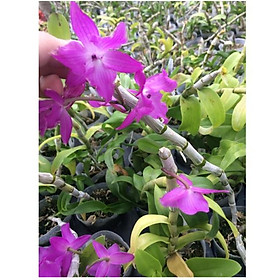 Mua Hoa phong lan trầm 6 cánh