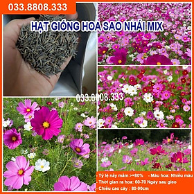 Mua HẠT GIỐNG HOA SAO NHÁY MIX CỰC DỄ TRỒNG