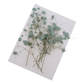 Pressed Real Dried Flower Babysbreath for Jewlery Making Craft Decor Green