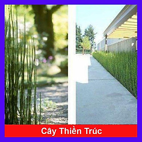 Cây Thiền Trúc (Trúc không lá) - cây cảnh vườn + tặng phân bón cho cây