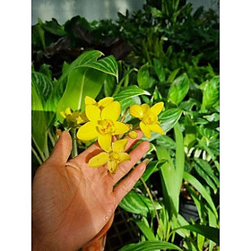 chậu cây địa lan vàng  (Spathoglottis plicata)- chậu nhiều thân