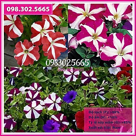 Hạt giống hoa dạ yến thảo sọc Mix nhiều màu gói 100 hạt xuất xứ Đức