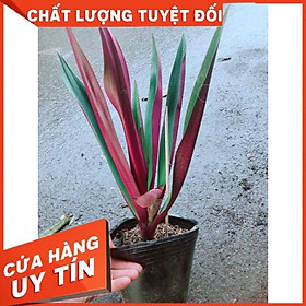 Cây Lẻ Bạn Nhiều Người Mua