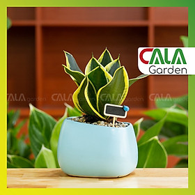 Cây lưỡi hổ trồng chậu asa xanh nhạt (tặng kèm bảng đen trang trí)
