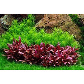 HUYẾT TÂM LAN MINI - CÂY THUỶ SINH