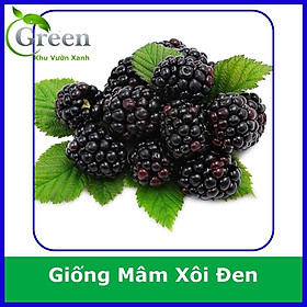 Mua Hạt Giống Mâm Xôi Đen (Phúc Bồn Tử) (30H)