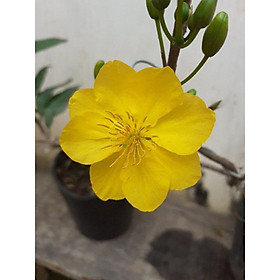 Mua Mai Giảo Phú Tân