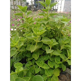 Mua Cây (lá) húng chanh