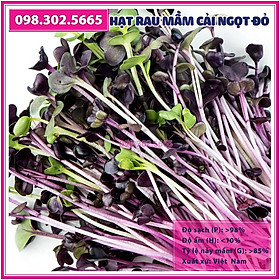 3 gói Hạt rau mầm rau cải ngọt đỏ - gói 50g - hạt chất lượng tốt