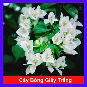 Cây Bông Giấy Trắng - Cây cảnh vườn + Tặng phân bón cho cây