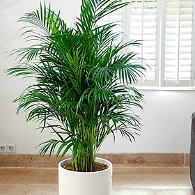 Mua CAU HAWAI (TRÚC HAWAI)  CÂY NỘI THẤT PHONG THỦY